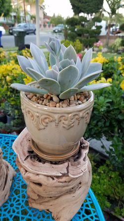Ceramic pot succulent plant