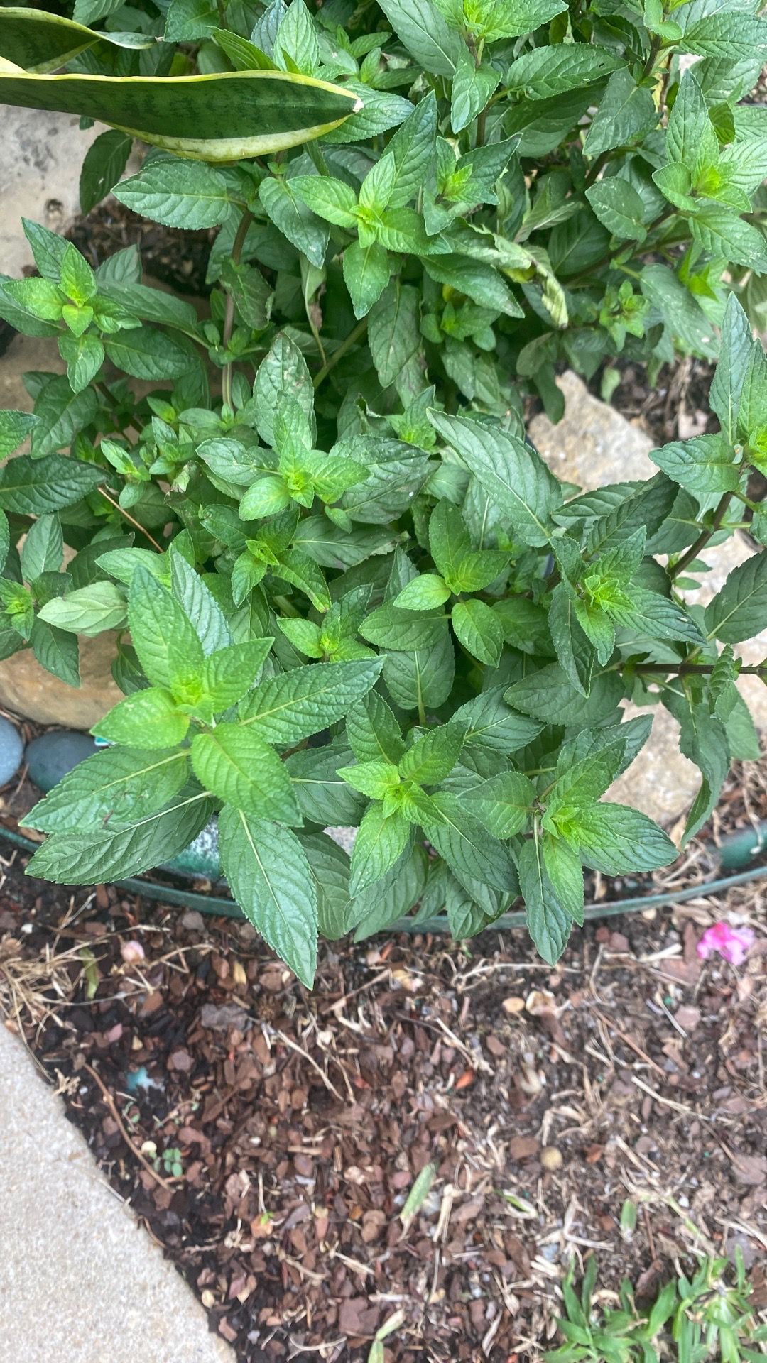 Large organic peppermint
