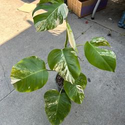 Monstera Albo In One Gallon Pot