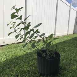 Poleo !!!!!Pennyroyal