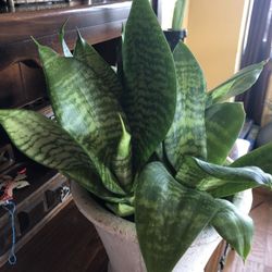 Snake plant in glass pod