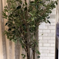 Artificial Ficus Tree 6.5ft