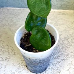 Hoya  Chelsea  Plant 