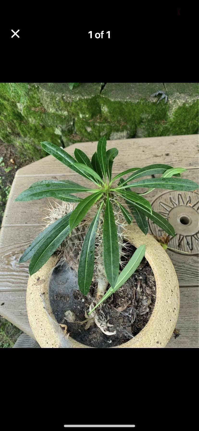 Madagascar Cactus Plant!! $25!!