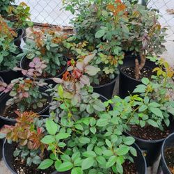 Rosales De Arbol 3gallon Diferentes Colores 