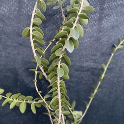 Hoya Cumingiana House Plant, In 4 Inch Pot Pick Up Only