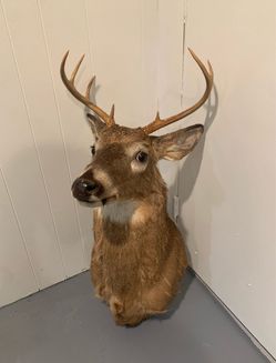 Vintage 8 Point Whitetail Deer Shoulder Mount Taxidermy Man Cave Cabin Decor