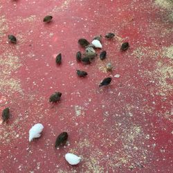 Jaulas Para Codornices 