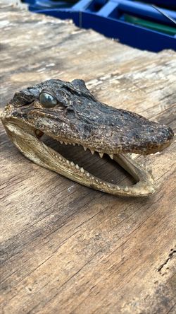 Real Taxidermy Alligator Head