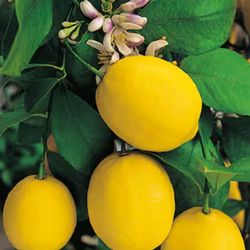 Improved Meyer Lemon Tree