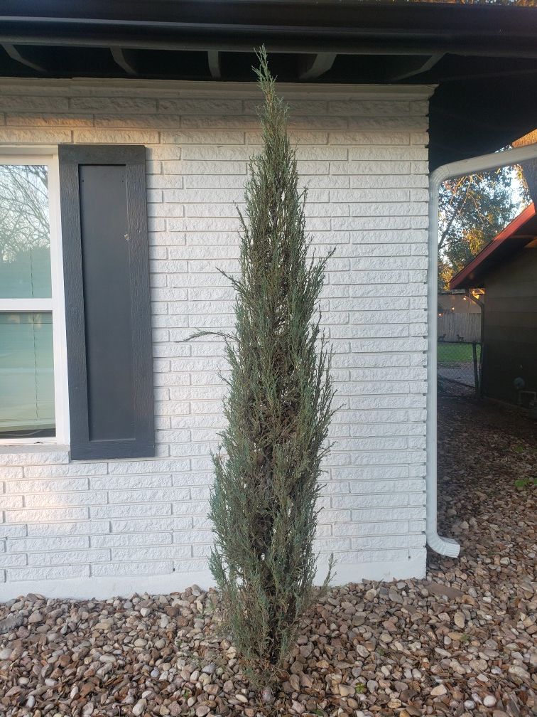 Juniper plants