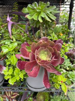 Beautiful plants