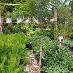 Bottlebrush Tree 