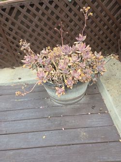 Graptoveria Fred Ives