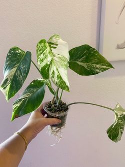 Monstera albo white tiger