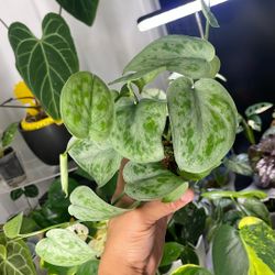 Scindapsus No ID rare  