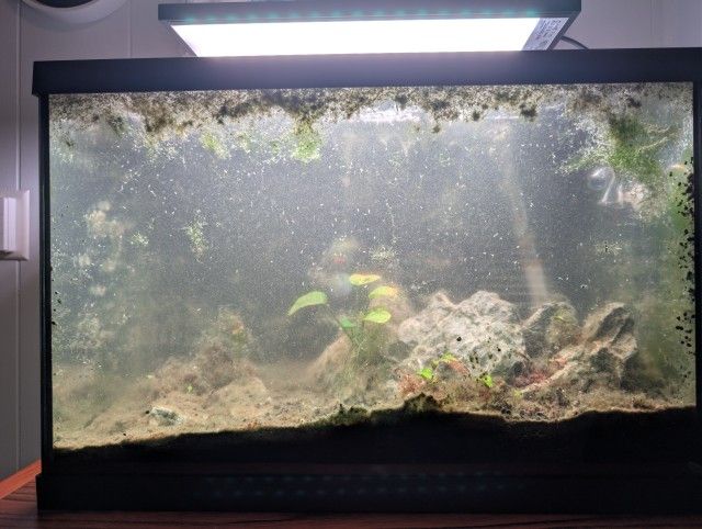 Planted Fish Tank - Needs Work