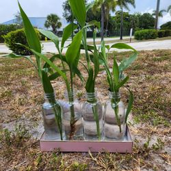 Japanese Bamboo Plants.  $5 Each