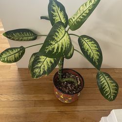 Dumb cane plant