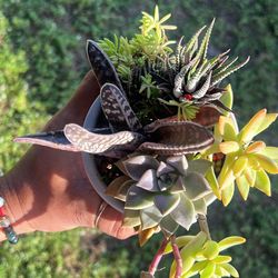 Variegated Succulent Arrangement 