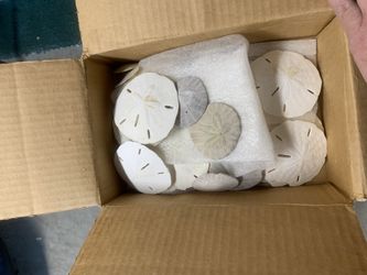 Sand dollars