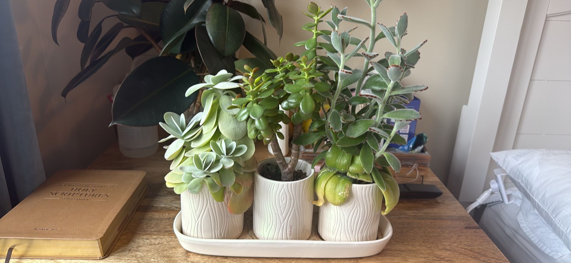 Healthy Succulent Trio - Pots And Tray Included