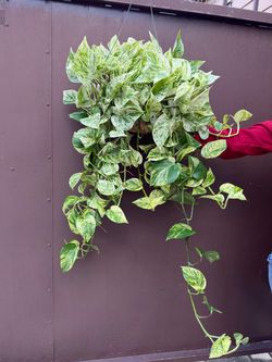 6” snow queen pothos