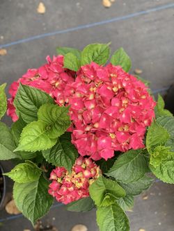 Hydrangeas