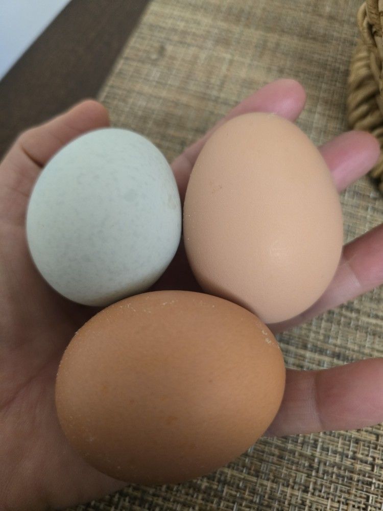 Fresh Farm Eggs