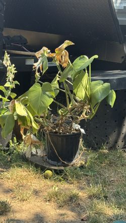 Monstera Needs New Home