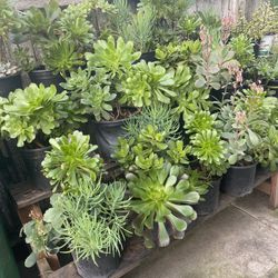 SUCCULENTS AND DRAUGHT TOLERANT PLANTS 