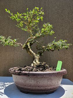 Old Desmodium Blue Bell ( Vietnamese Blue Bell 86 ) Bonsai Tree