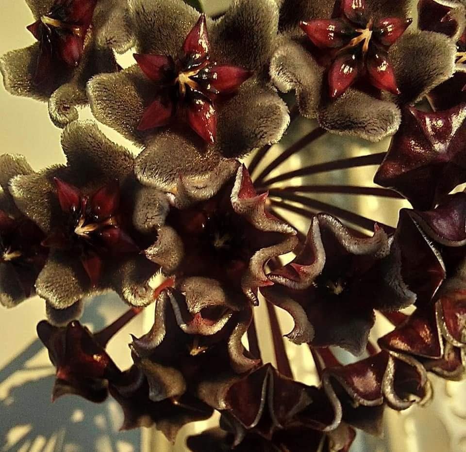 Very Big Hoya Publicalix black flowers 40”toll on photo , but height of vines much bigger