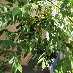 Curry Plants Curry Levies And Curry Sids