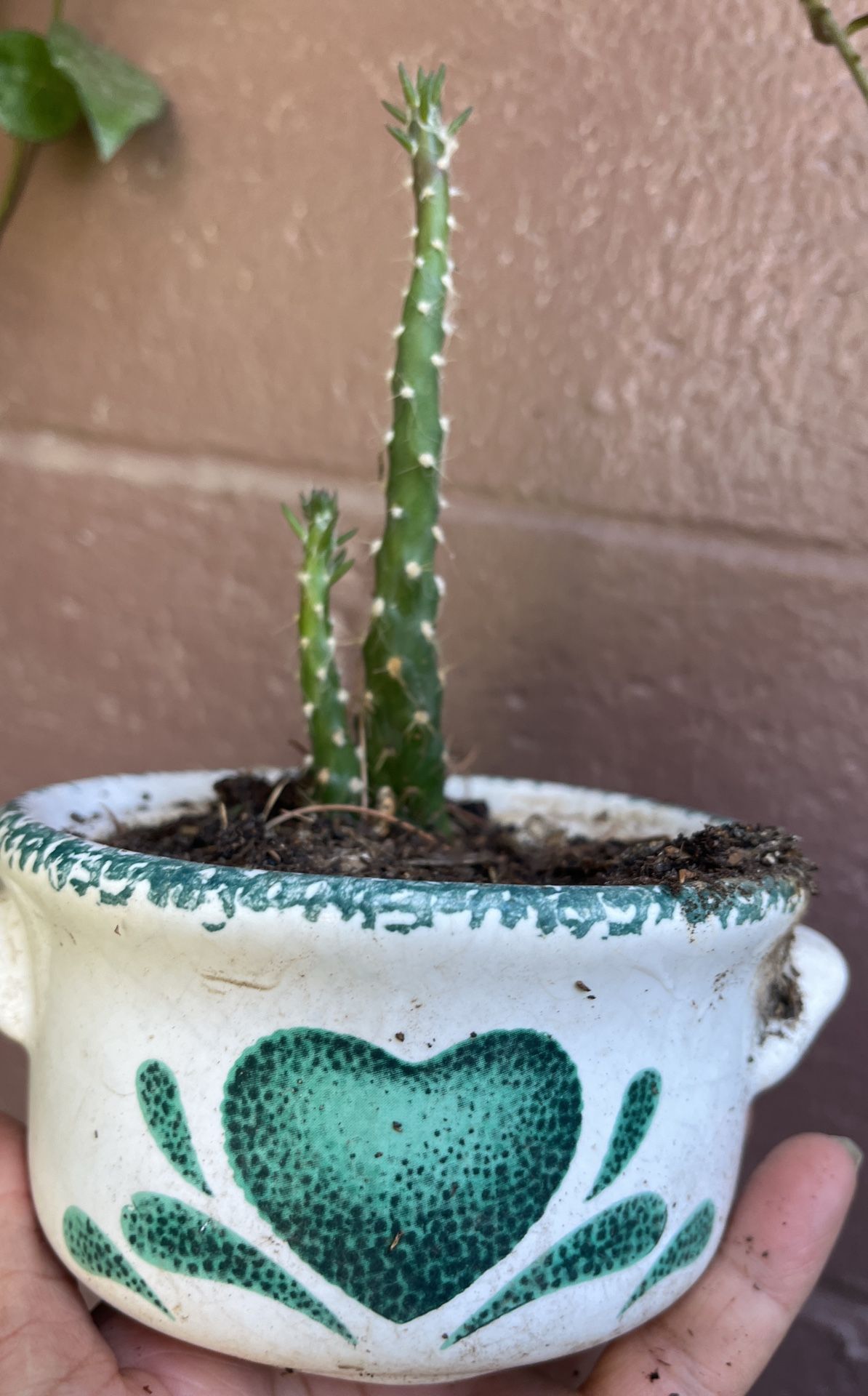 Planta Captus