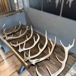 HUGE lot of Deer and Elk antler Sheds