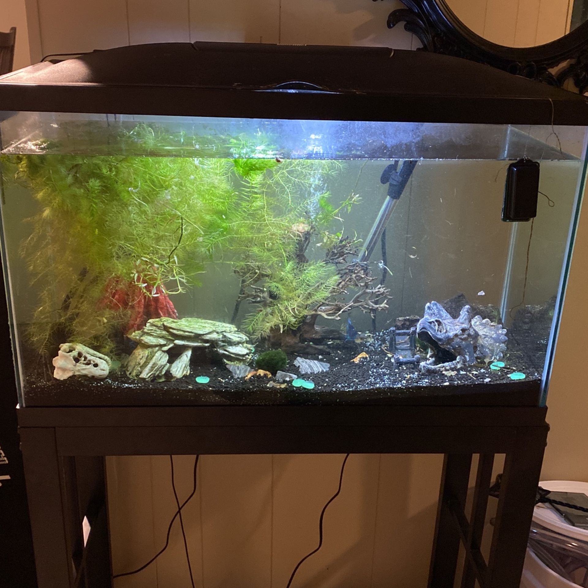 35 gallon fish tank with stand