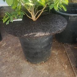 Dwarf Lime Tree