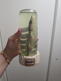 Dead Shark In A Jar