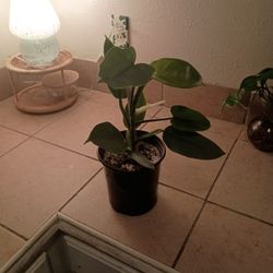 Silver sword Philodendron 