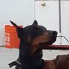 Luis