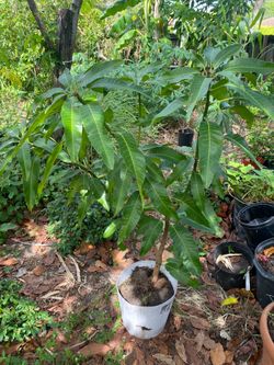 Fruit tree