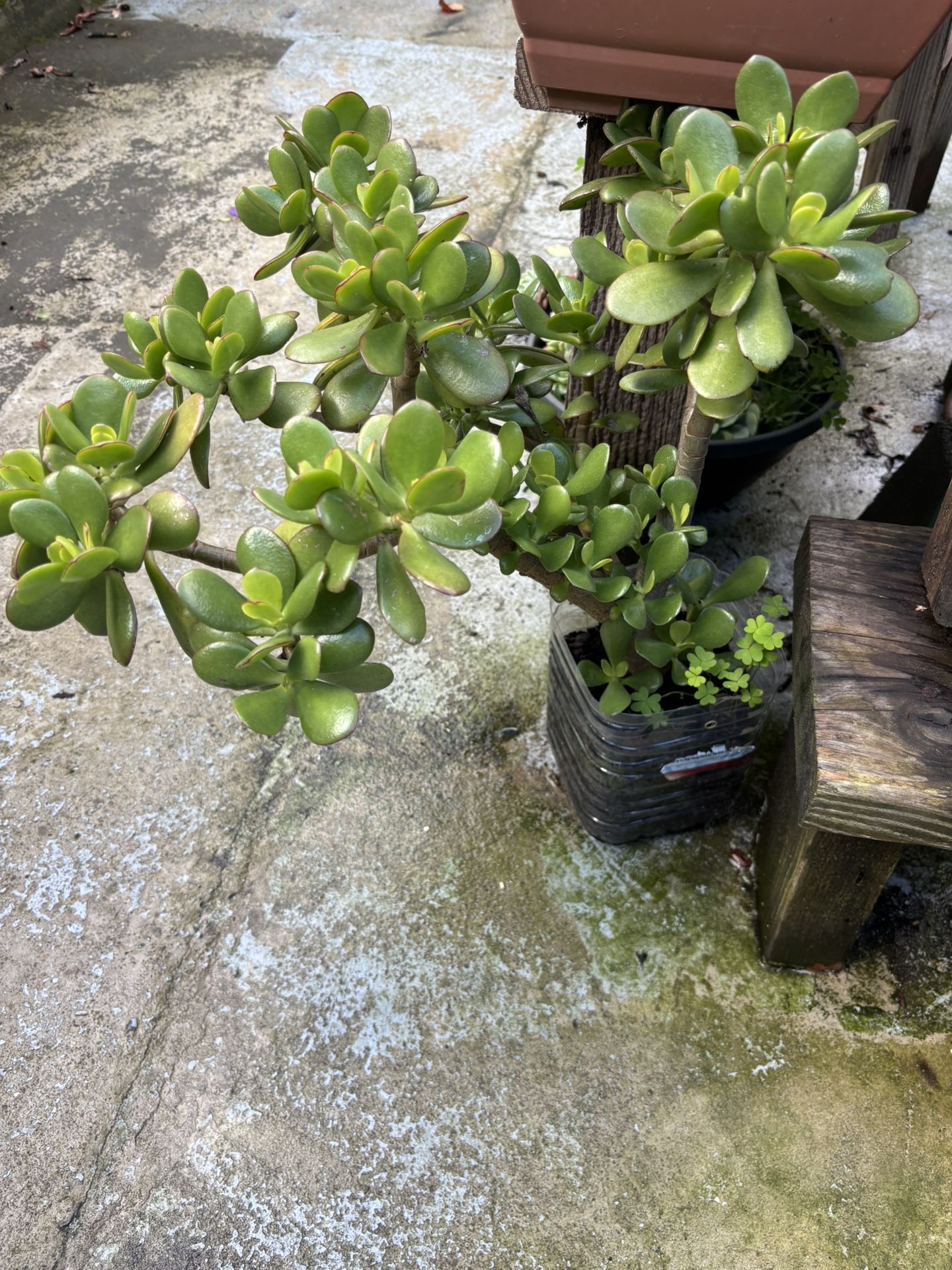Jade