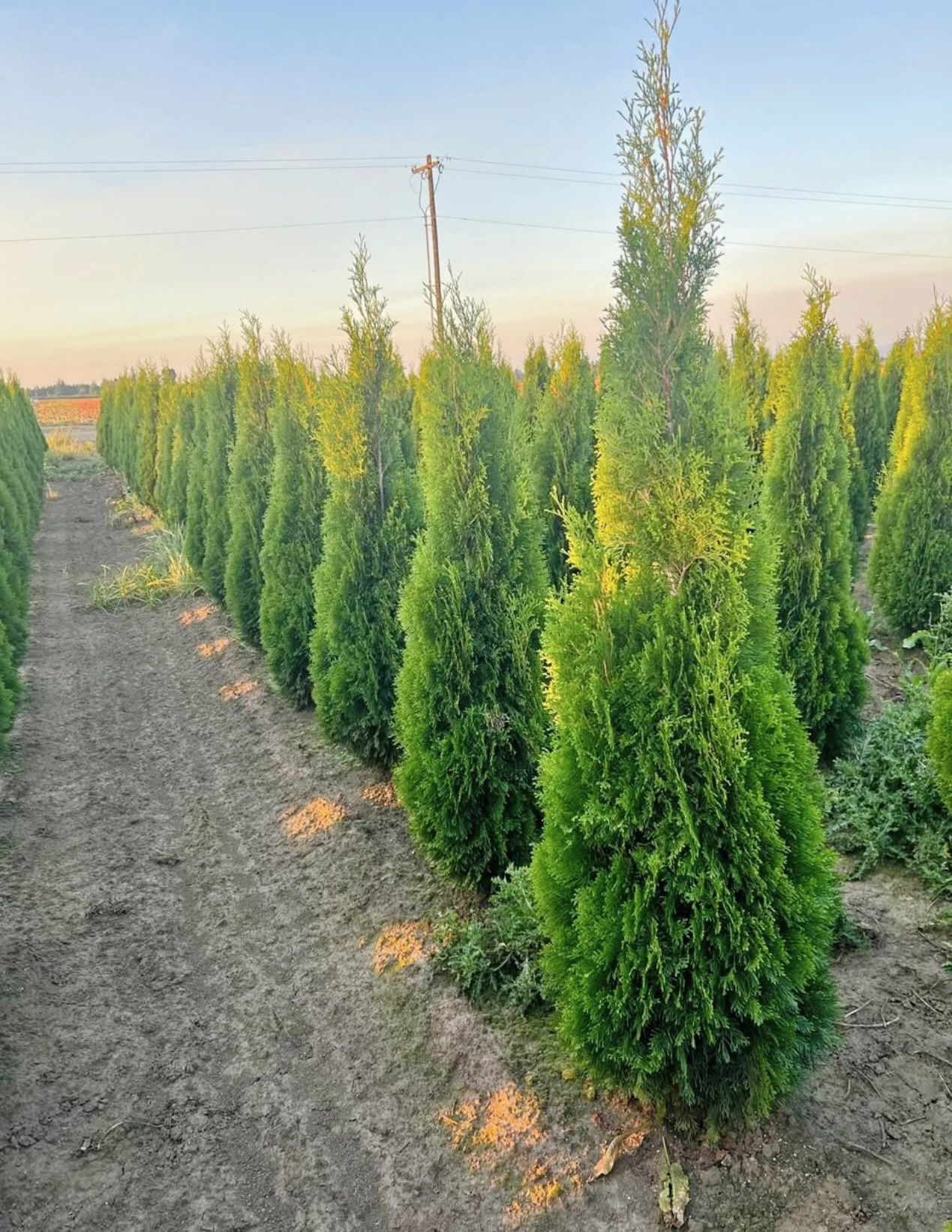 Privacy trees Free Delivery