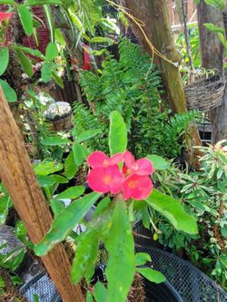 Corona de cristo plant