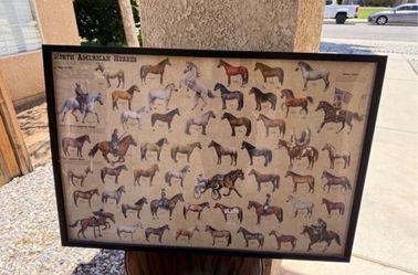 North American Horses Laminated Educational Reference Equine Chart Print Poster 24x36