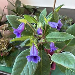 Large Gloxinia Plant Blooming Purple Bells So Beautiful 