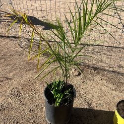 Queen Palm Plant 