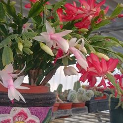 Beautiful Cactus 🌵