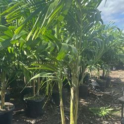 Christmas palms 7 feet tall Instant privacy Hedge and decoration